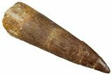 Fossil Plesiosaur (Zarafasaura) Tooth - Morocco #349842-1